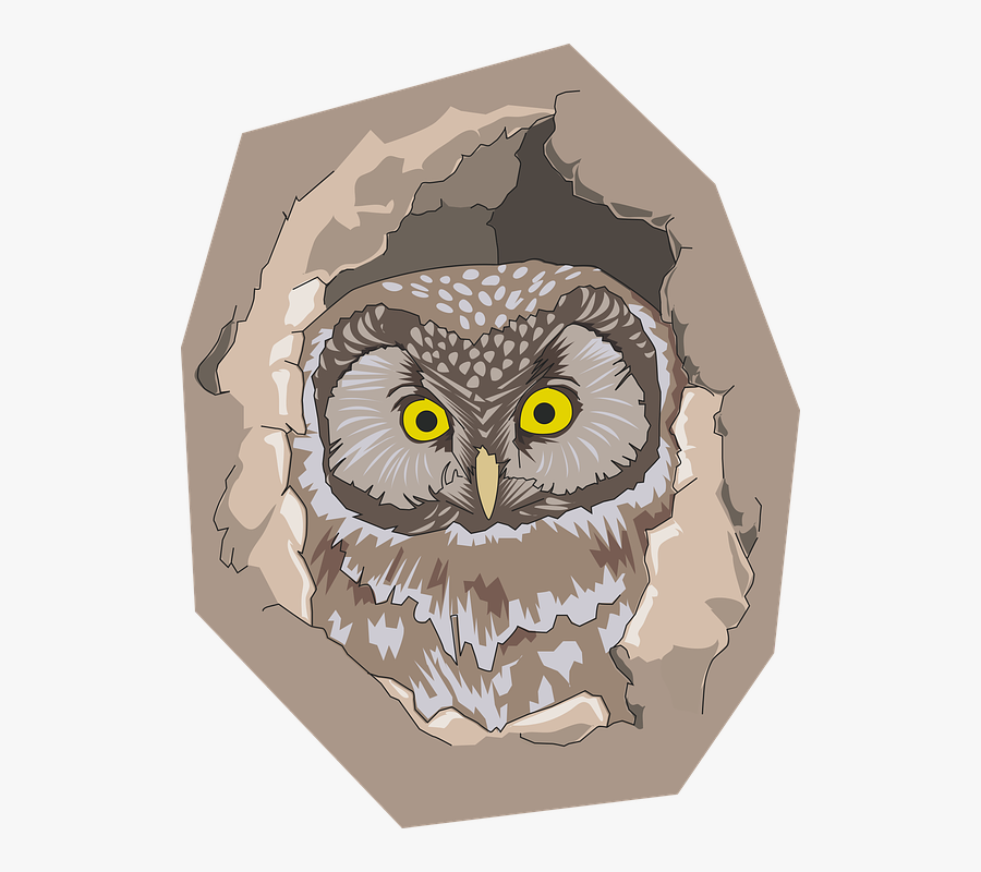 Bird, Hole, Nature, Owl - Owl In A Hole Of Tree Colouring Page, Transparent Clipart