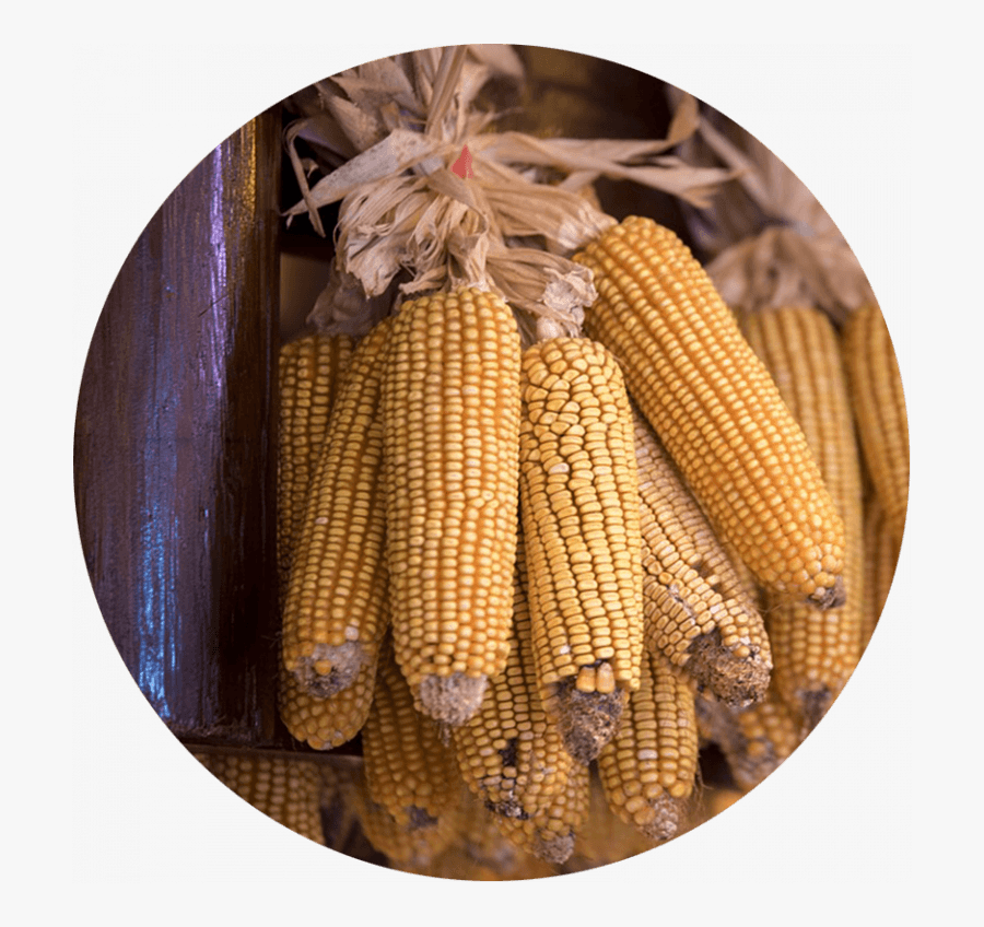 Corn Cobs Hung Up To Dry - Maize, Transparent Clipart