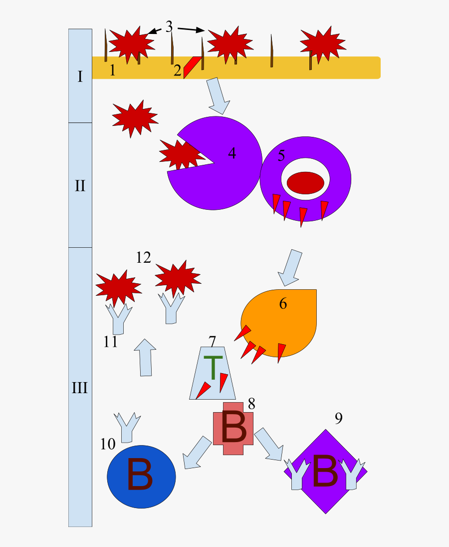 Transparent Immune System Png - Circle, Transparent Clipart