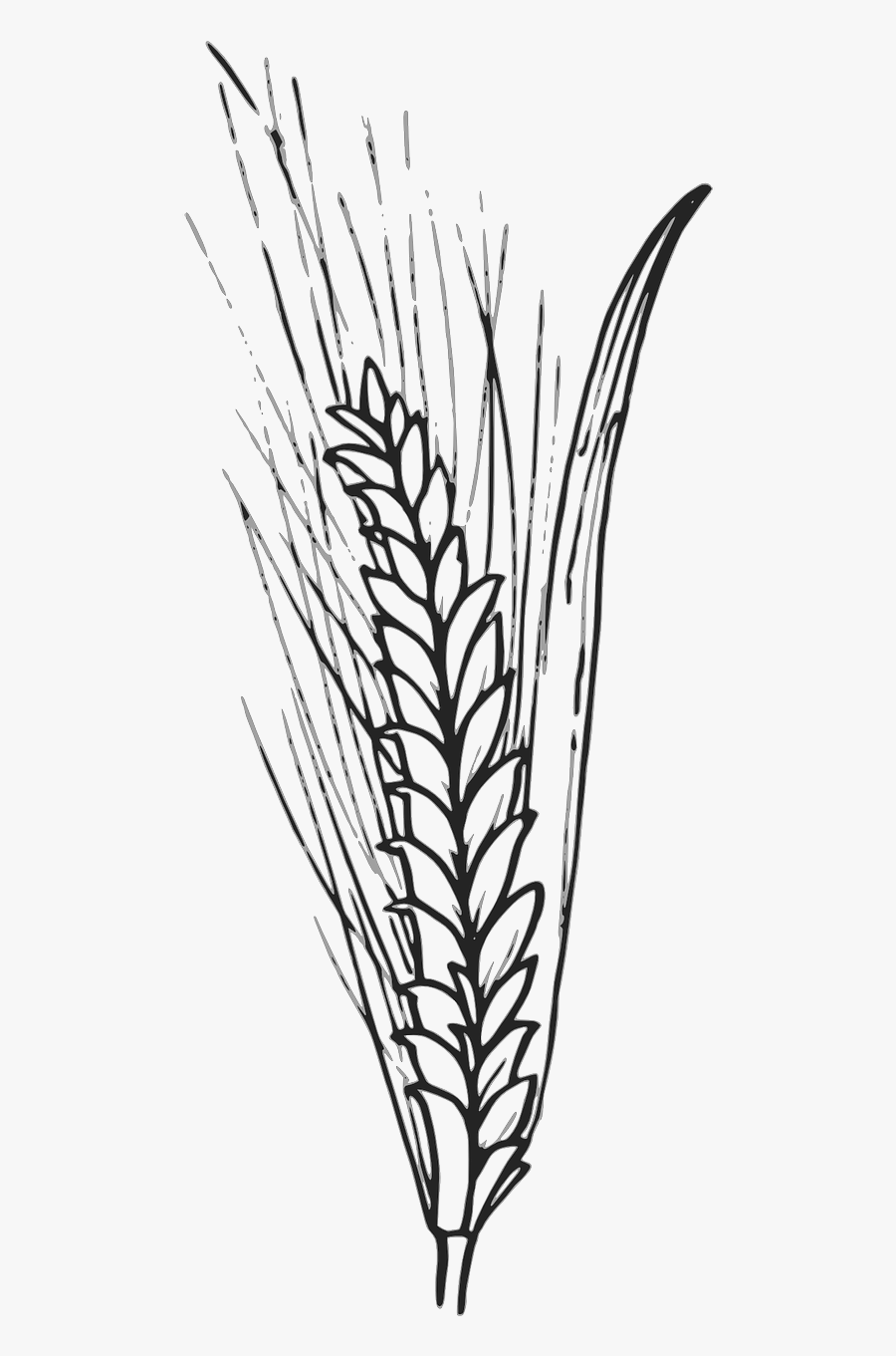 Cereals Grain Corn Wheat Barley Png Image - Wheat Outlines, Transparent Clipart