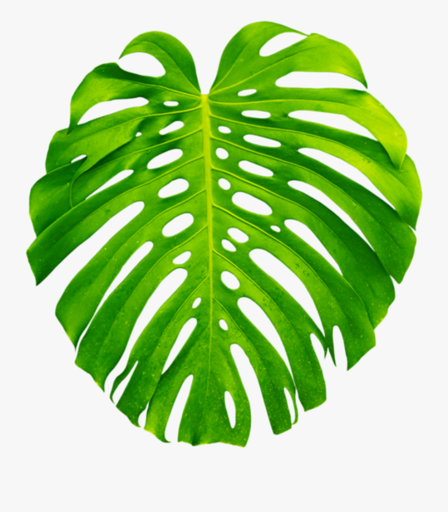 Palm Palms Leaf Leaves Green Tropics Summer Vacation - Tropical Palm Leaf Transparent, Transparent Clipart