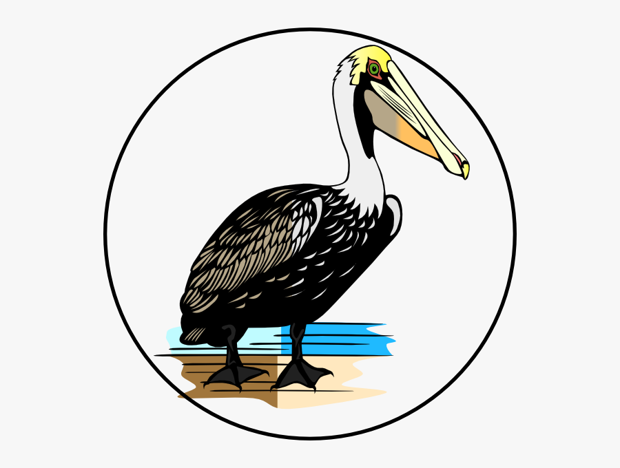 Habitat - Clipart - Brown Pelican Cartoon Drawing, Transparent Clipart
