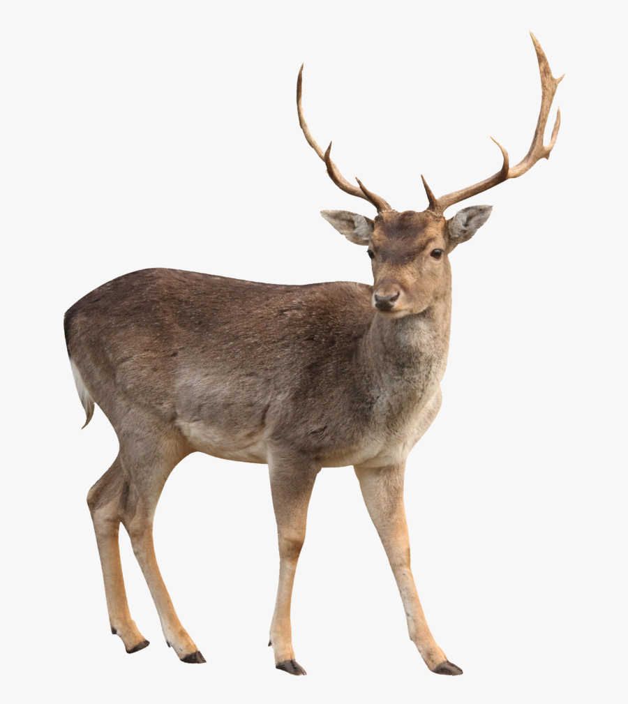 Buck Clipart Hiran - Transparent Background Deer Png, Transparent Clipart