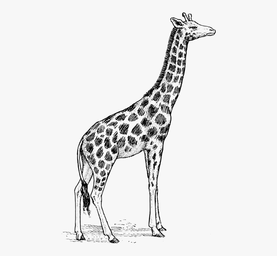 Giraffidae,line Art,wildlife - Giraffe Drawing Side View, Transparent Clipart