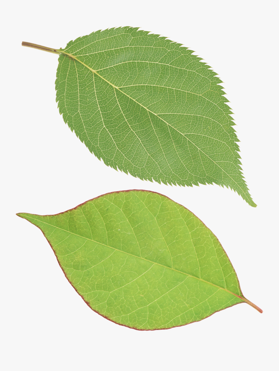 Leaf Cliparts Png Green - Single Green Leaf Png, Transparent Clipart