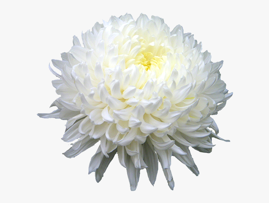 Chrysanthemum Png Hd - White Chrysanthemum Png, Transparent Clipart
