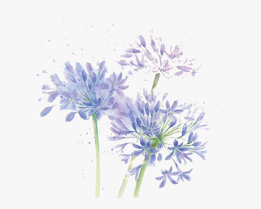 Blue Cut Watercolor Chrysanthemum Design Floral Flowers - Purple And Blue Watercolor Flowers, Transparent Clipart
