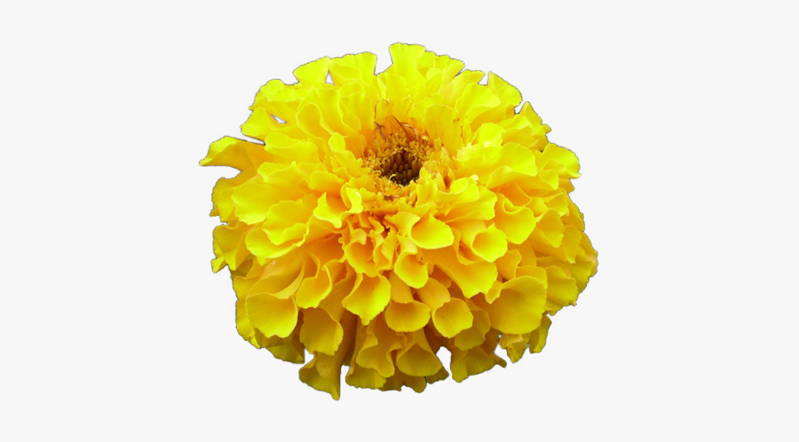 Cut Portable Graphics Artificial Blog Chrysanthemum - English Marigold, Transparent Clipart