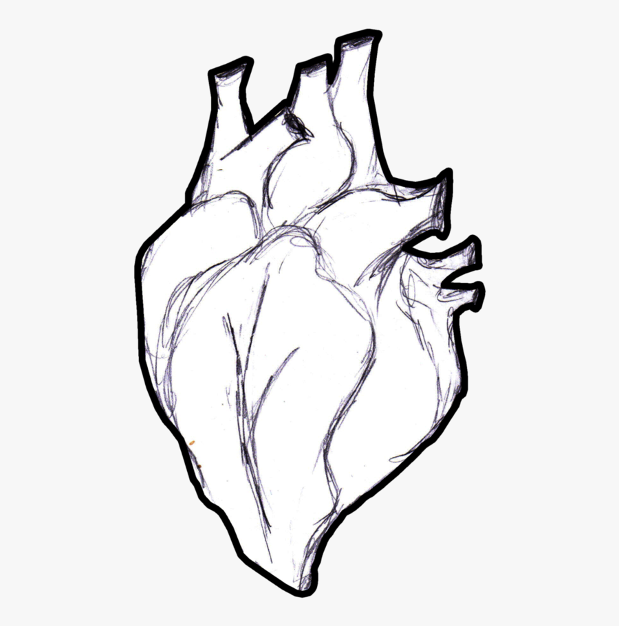 Heart Anatomy Coloring Book Human Body Clip Art - Human Heart Line Art Png, Transparent Clipart
