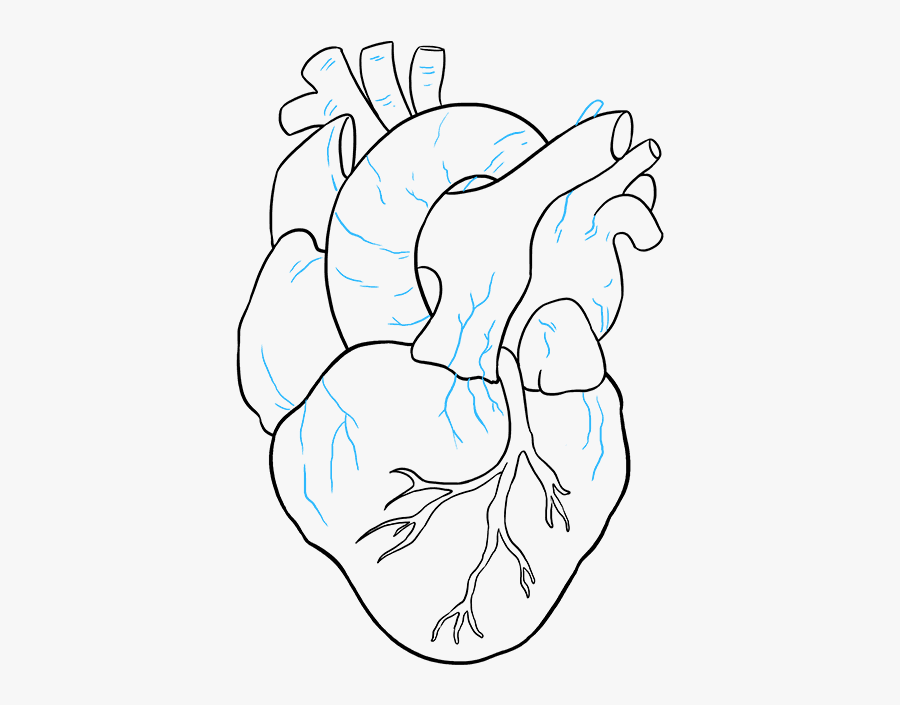 Clip Art How To A Really - Real Heart Simple Drawing, Transparent Clipart