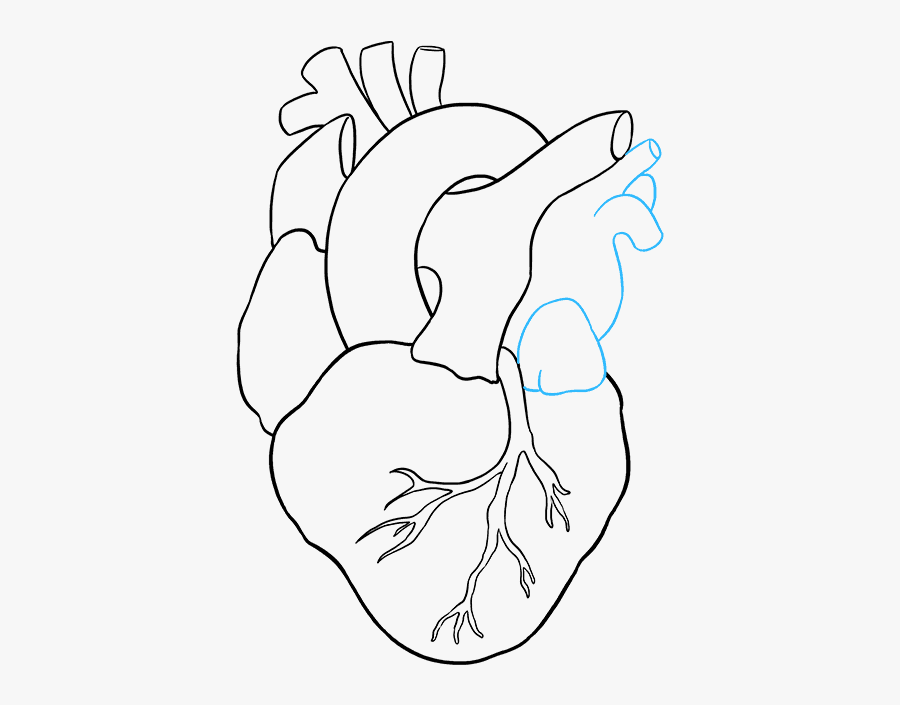How To Draw A Human Heart, Step By Step, Anatomy, People, - Real Heart Simple Drawing, Transparent Clipart
