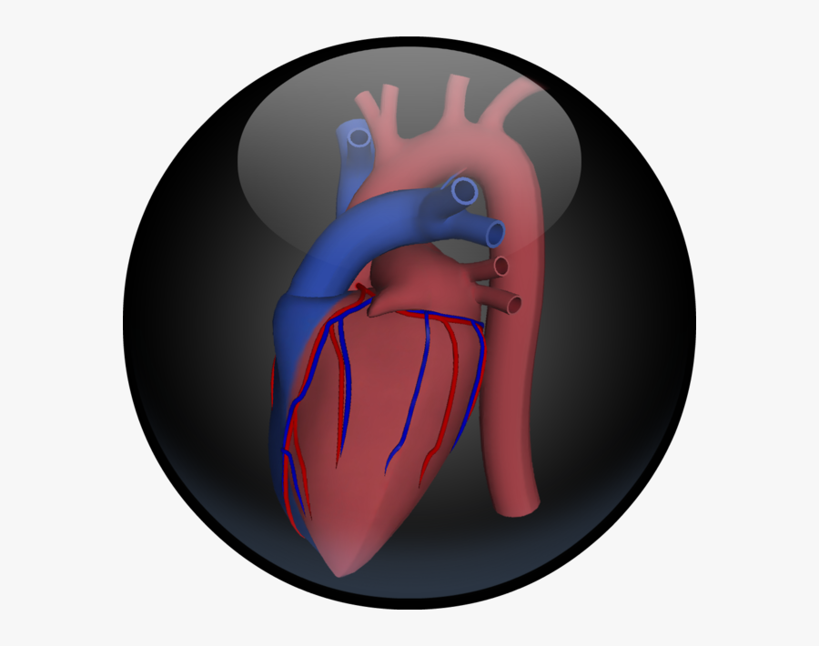 Transparent Human Heart Png - Illustration, Transparent Clipart