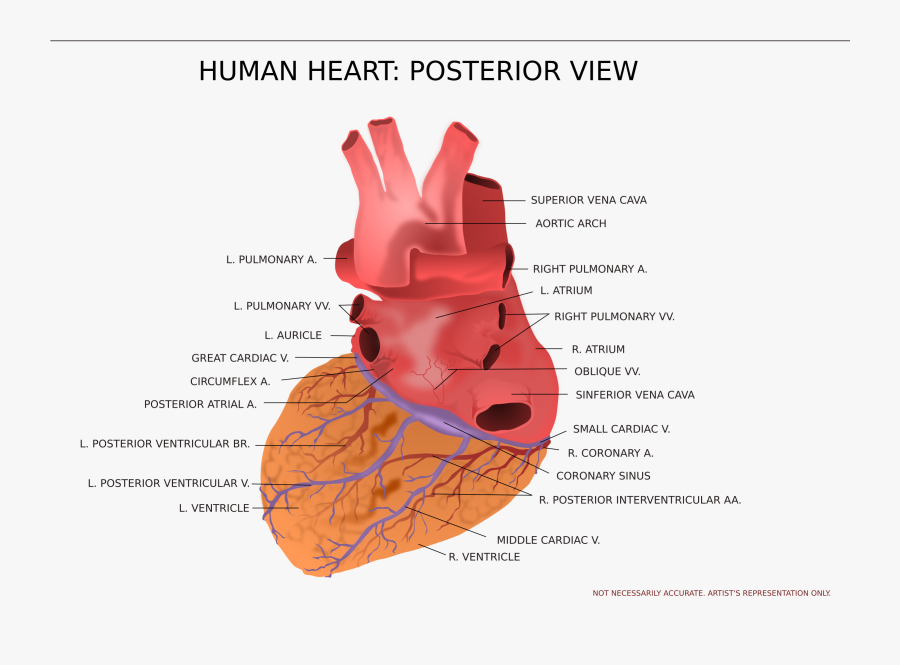 Transparent Human Anatomy Clipart, Transparent Clipart