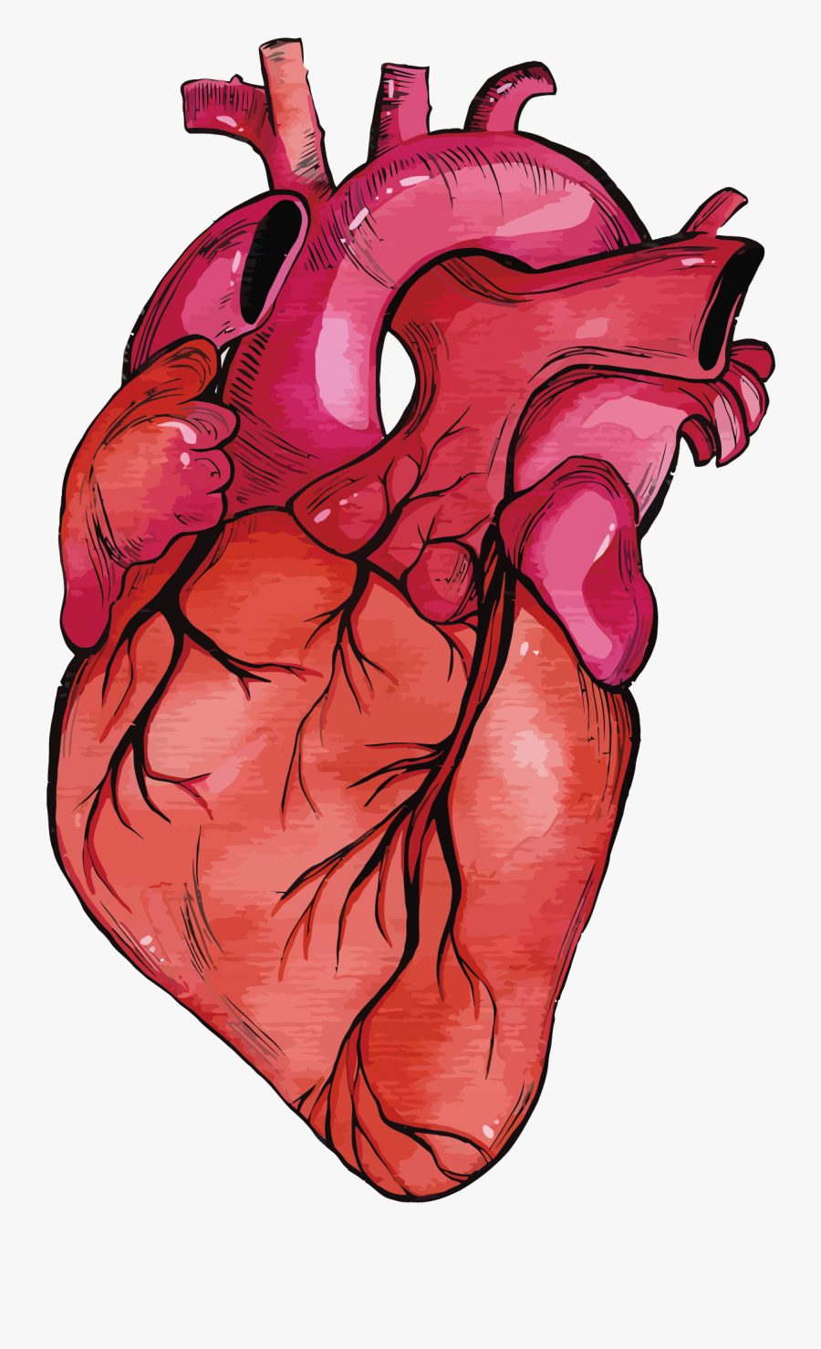 Download Human Heart Clipart Cartoon - Real Heart Transparent ...