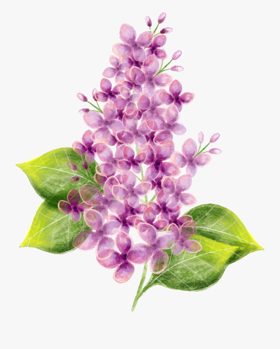 Lilac Flower Watercolor Painting - 丁香 水彩, Transparent Clipart