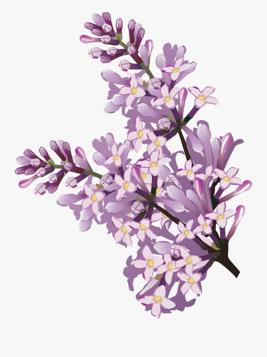 Lilac Flower Clip Art - Lilac Flower, Transparent Clipart