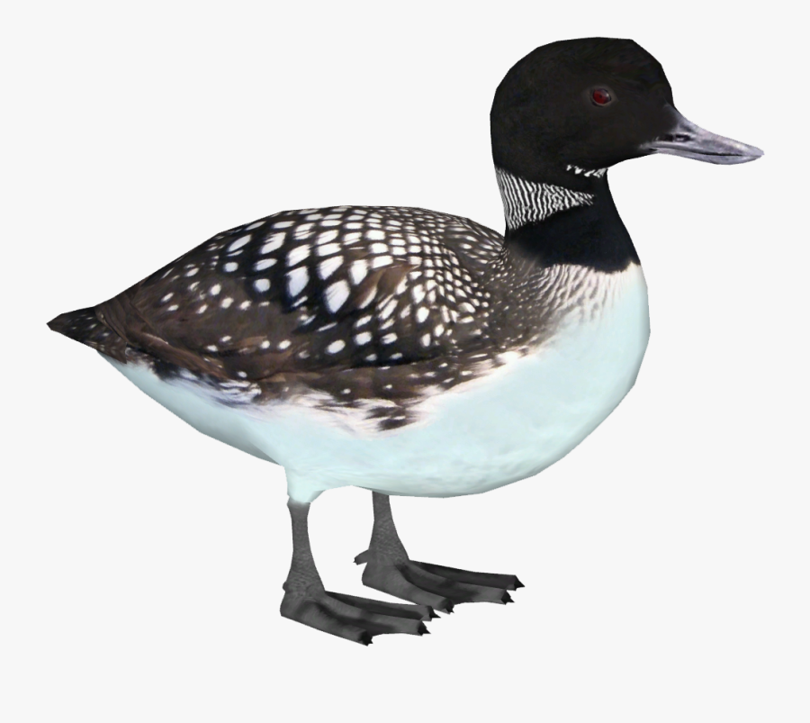 Common Loon - Loon, Transparent Clipart