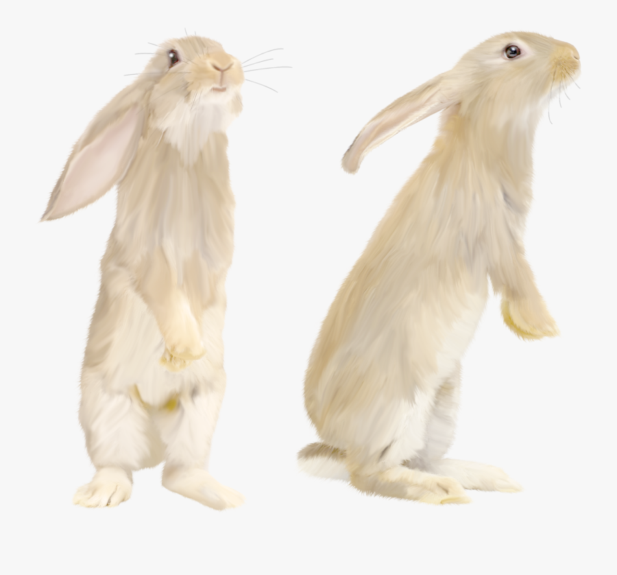 Transparent White Rabbit Png, Transparent Clipart
