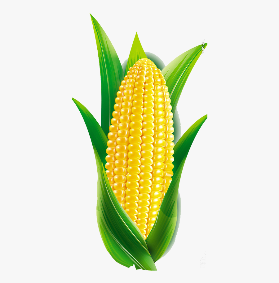 corn cartoon png maize png free transparent clipart clipartkey corn cartoon png maize png free