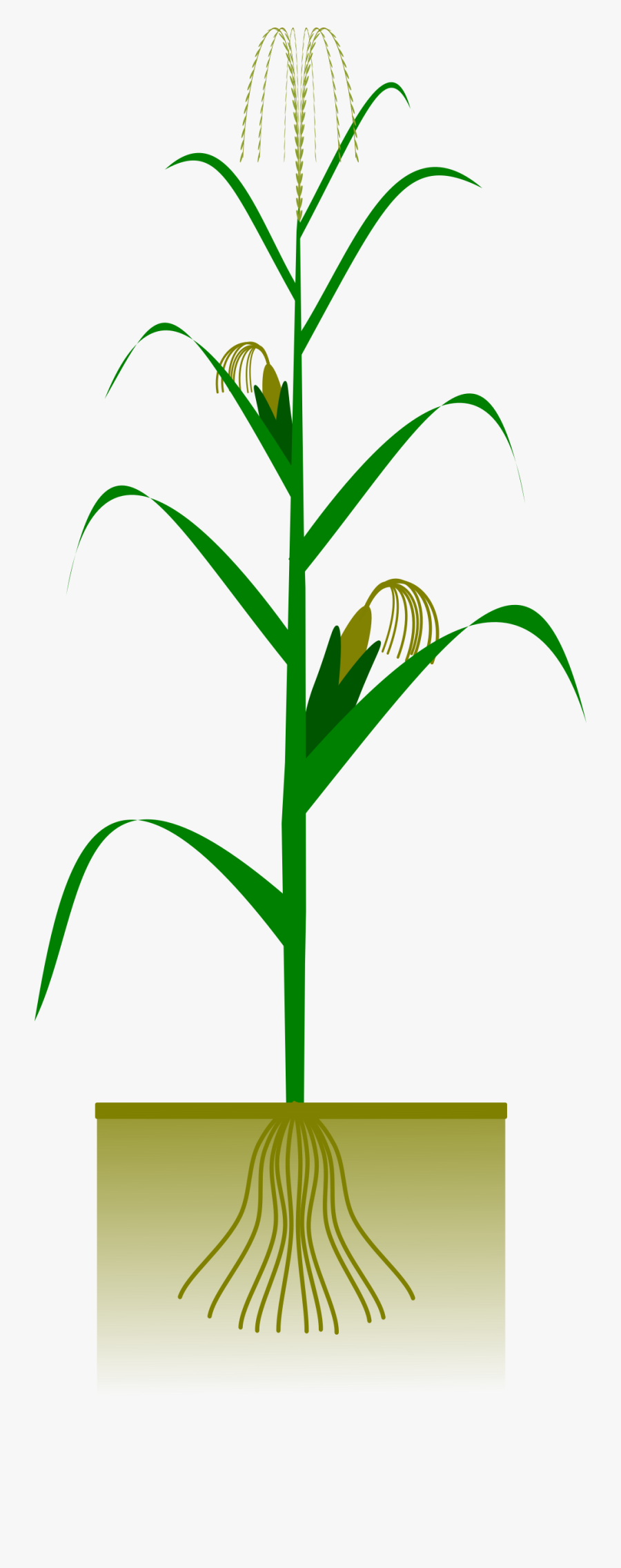 Download Corn On The Cob Clipart - Corn Plant Vector Free , Free ...