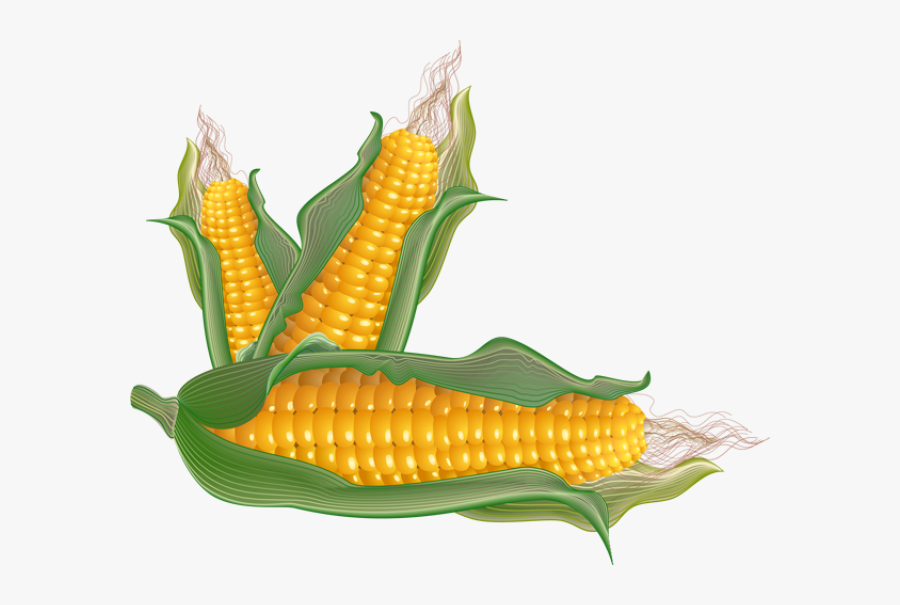 Corn - Clipart - Ears Of Corn Clip Art, Transparent Clipart