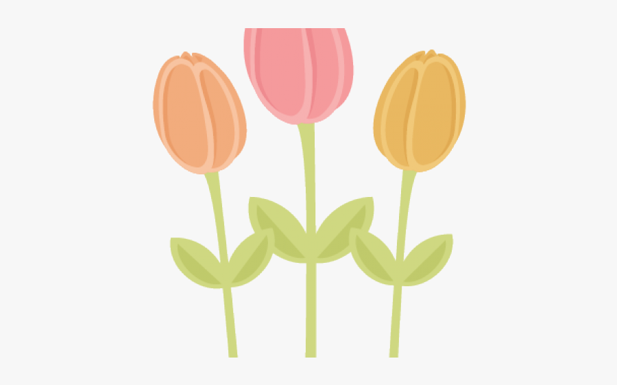 Sprenger's Tulip, Transparent Clipart
