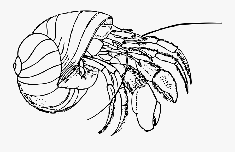 Clip Art Hermit Crab Clipart - Hermit Crab Colouring Page, Transparent Clipart