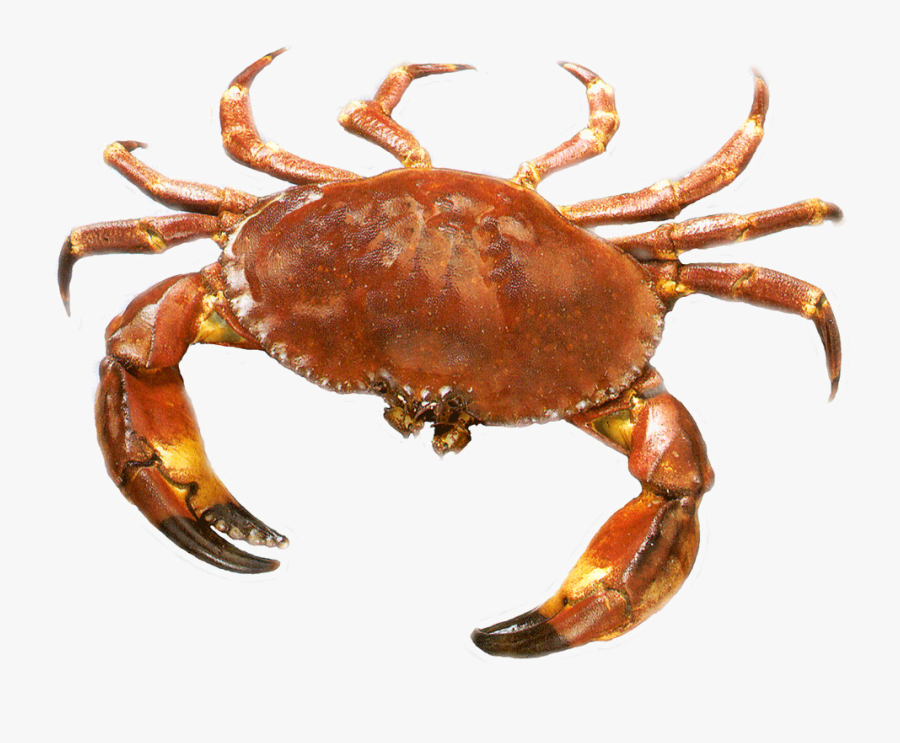 Crab Transparent Background, Transparent Clipart