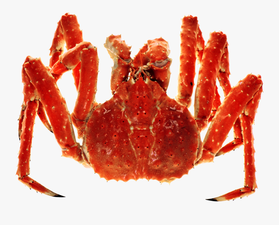 Transparent Hermit Crab Clipart - Red King Crab Png, Transparent Clipart