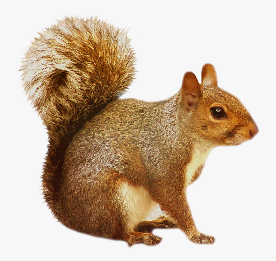 Thumb Image - Transparent Background Squirrel Clipart, Transparent Clipart