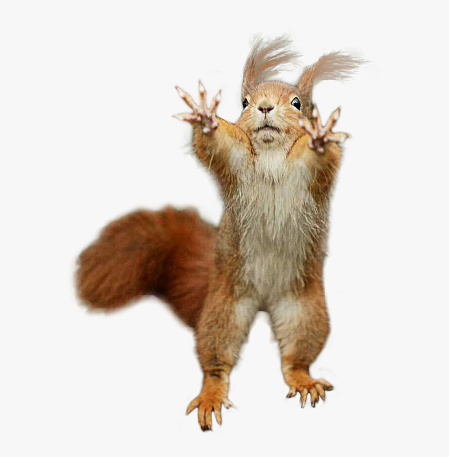 Eurasian Red Squirrel - Squirrel Cut Out, Transparent Clipart