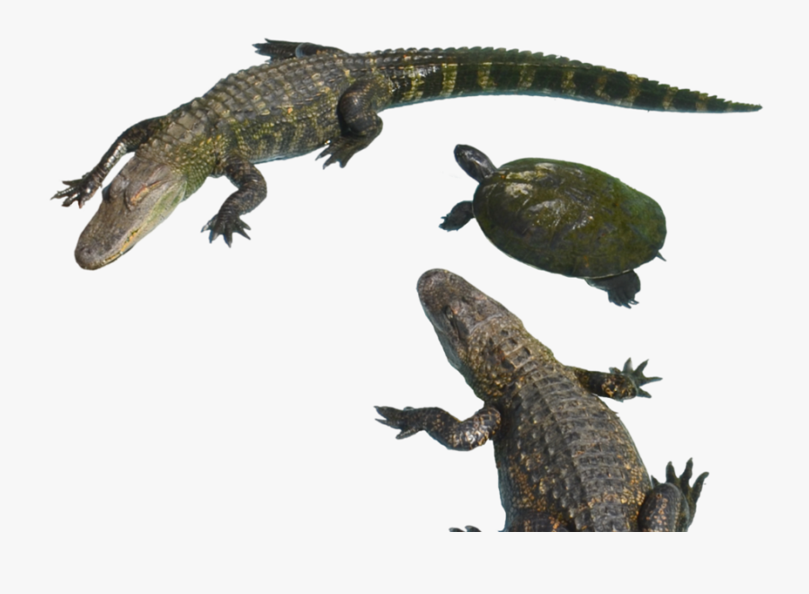 Alligator Png Clipart - American Crocodile, Transparent Clipart