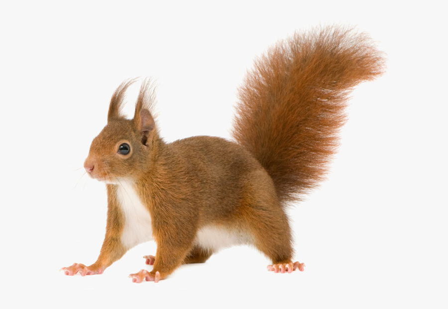 Clip Art Black Giant Squirrel - Squirrel With No Background, Transparent Clipart