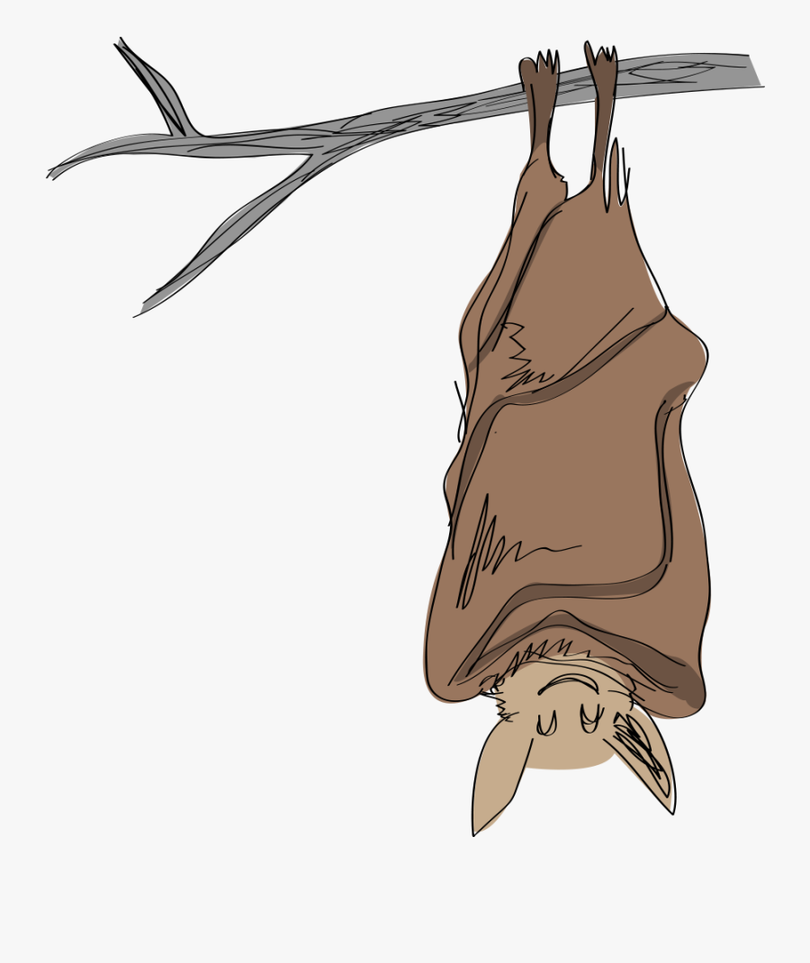 Misconceptions, Human Activities , And Now White-nose - Hibernating Bat Clip Art, Transparent Clipart