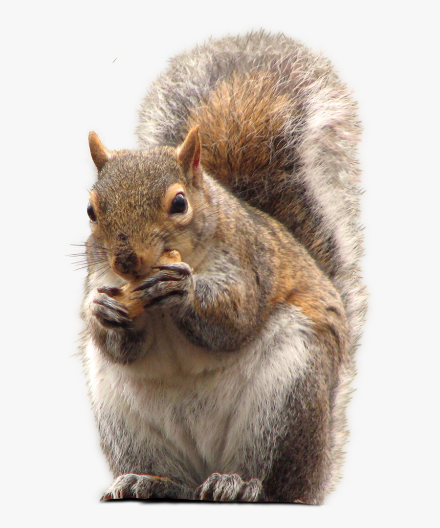 Grey-squirrel - Squirrel Eating Png, Transparent Clipart