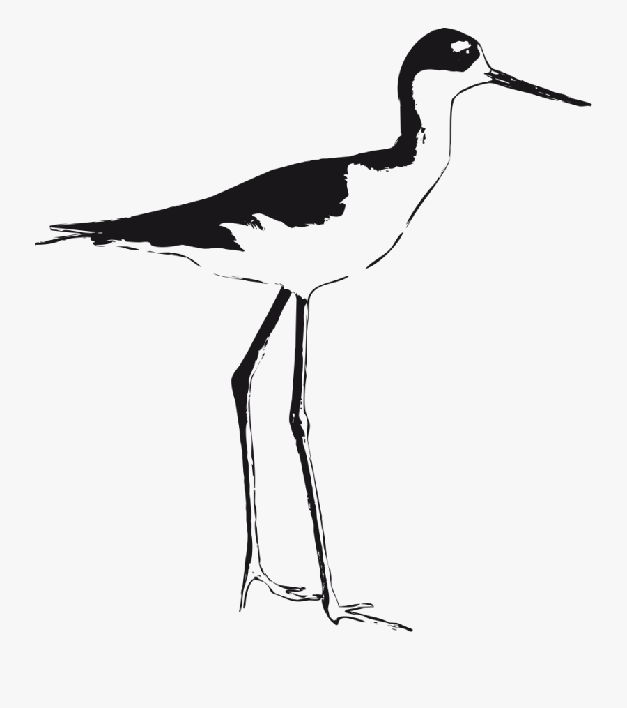 Black-necked Stilt - Black Necked Stilt Clear Background, Transparent Clipart