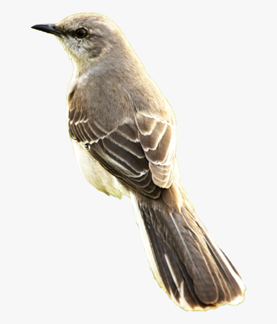 Texas State Bird, Transparent Clipart