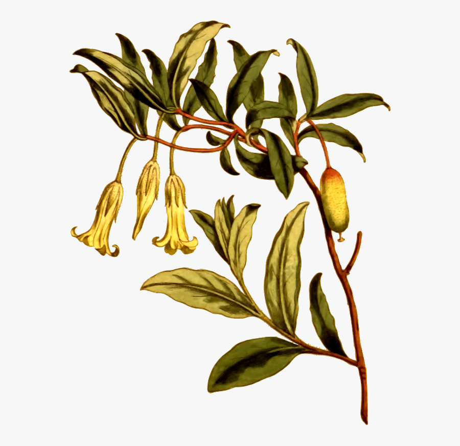 Climbing Billardiera, Transparent Clipart