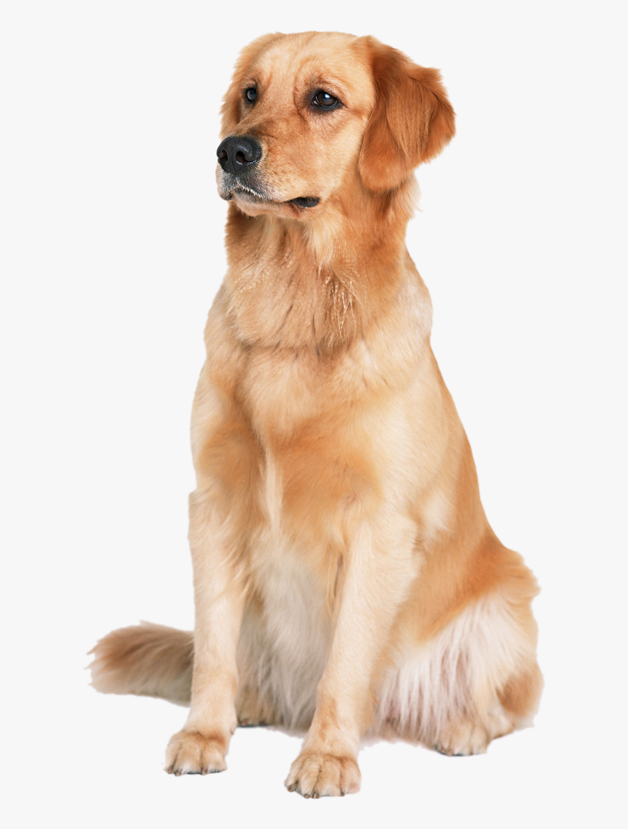 Golden Labrador Dog Cat Puppy Labradoodle Retriever - Golden Retriever Png, Transparent Clipart