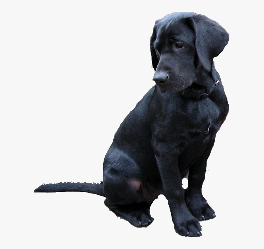 Labrador Retriever Png - Black Lab Puppy Png, Transparent Clipart