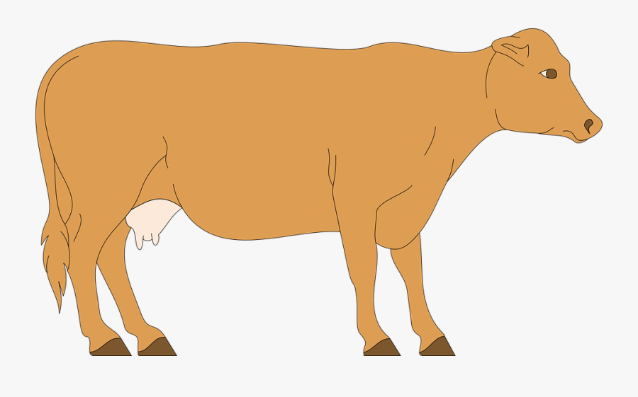 Cow, Livestock, Cattle, Farm, Animal, Beef, Dairy - Cow Walking Animated Gif, Transparent Clipart