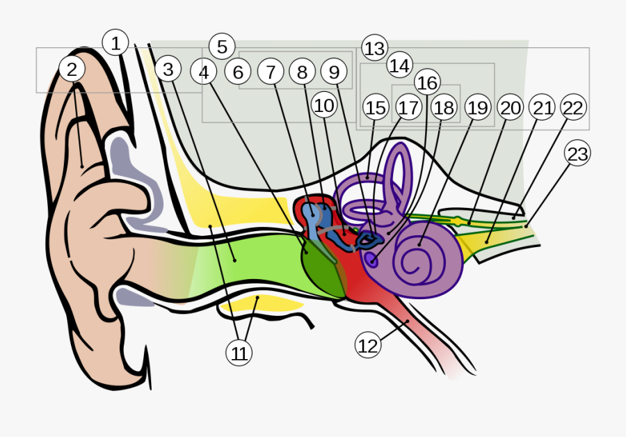 Anatomy Of The Human Ear 1 Intl - Ears And Its Parts, Transparent Clipart