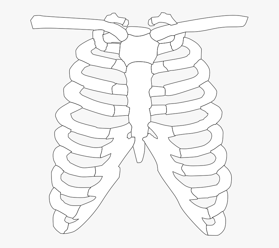 Transparent Rib Cage Png - Clipart Of X Ray, Transparent Clipart