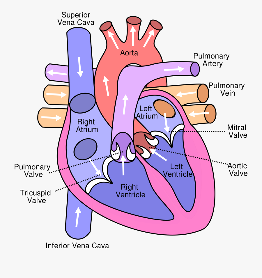 Show Me A Diagram Of The Human Heart Here Are A Bunch - Diagram Of The Heart, Transparent Clipart