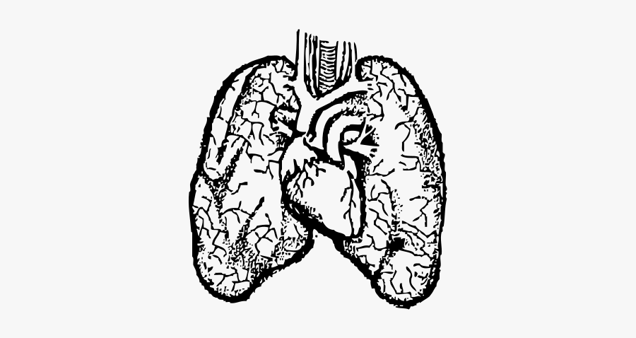 Download Anatomy Clipart - Heart And Lungs Drawing, Transparent Clipart