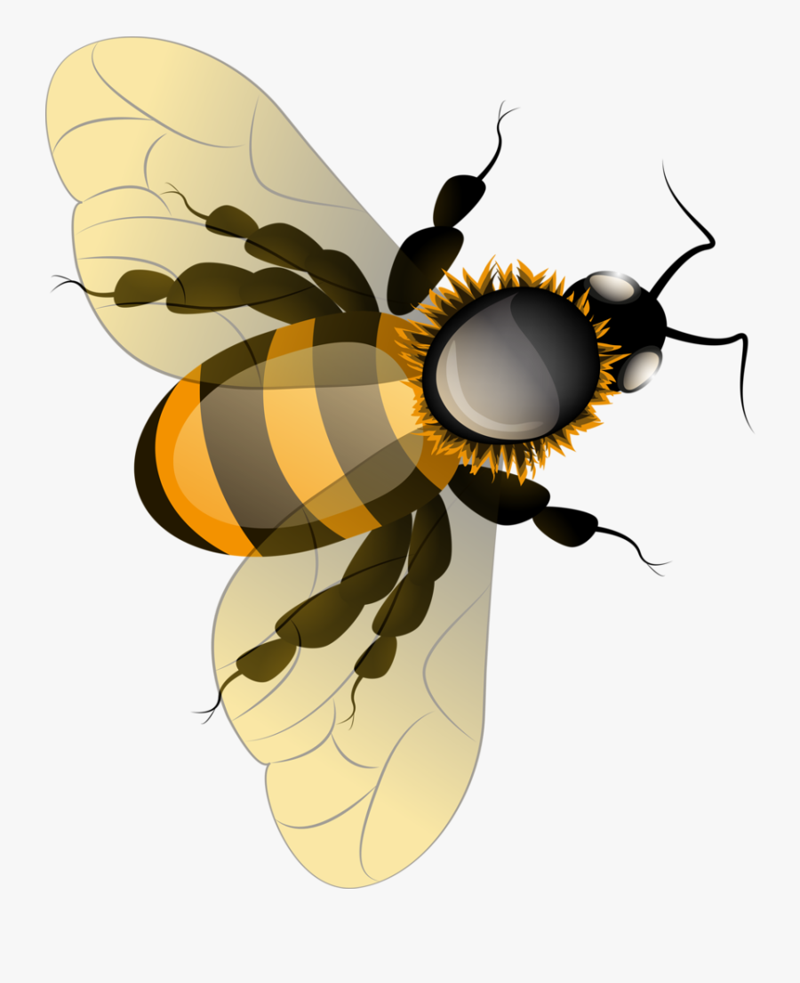 Utah Clipart Honey Bee Nest - Honey Bee Clipart, Transparent Clipart