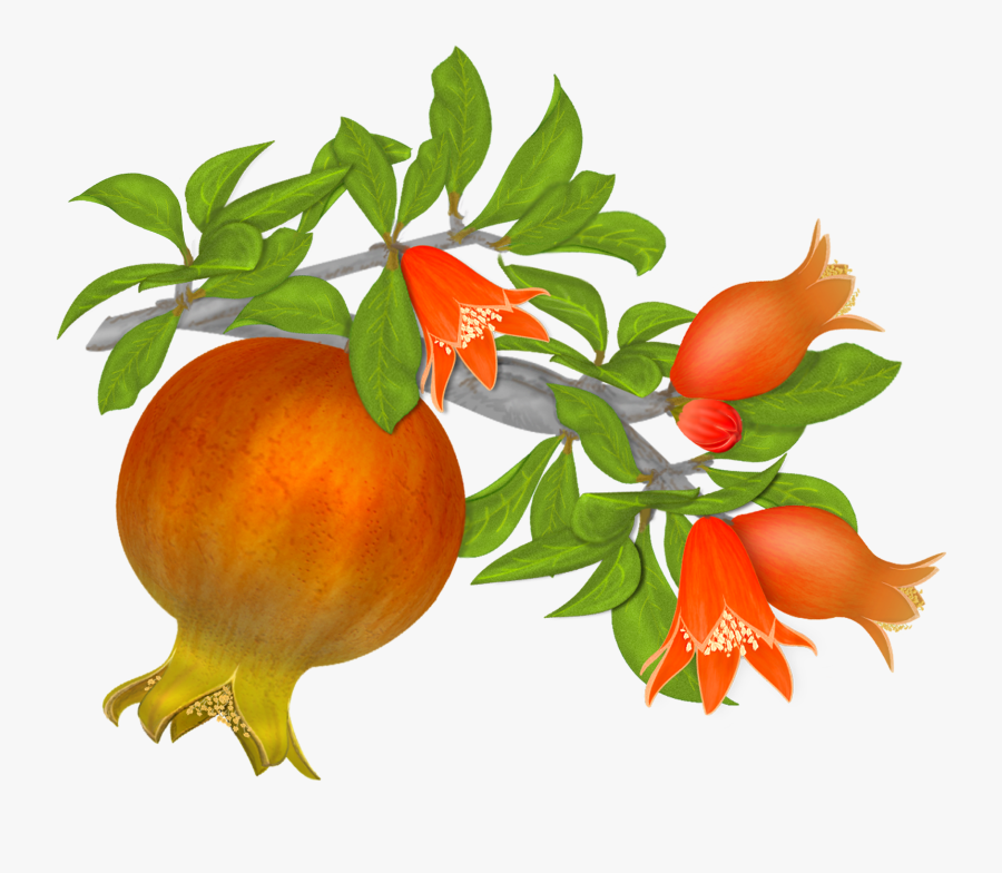 Free Pomegranates Vector Graphics Clipart , Png Download - Pomegranate ...