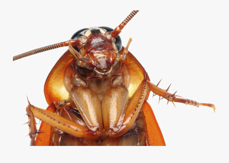 Cockroach Png Transparent Images - Cockroach Head Close Up, Transparent Clipart