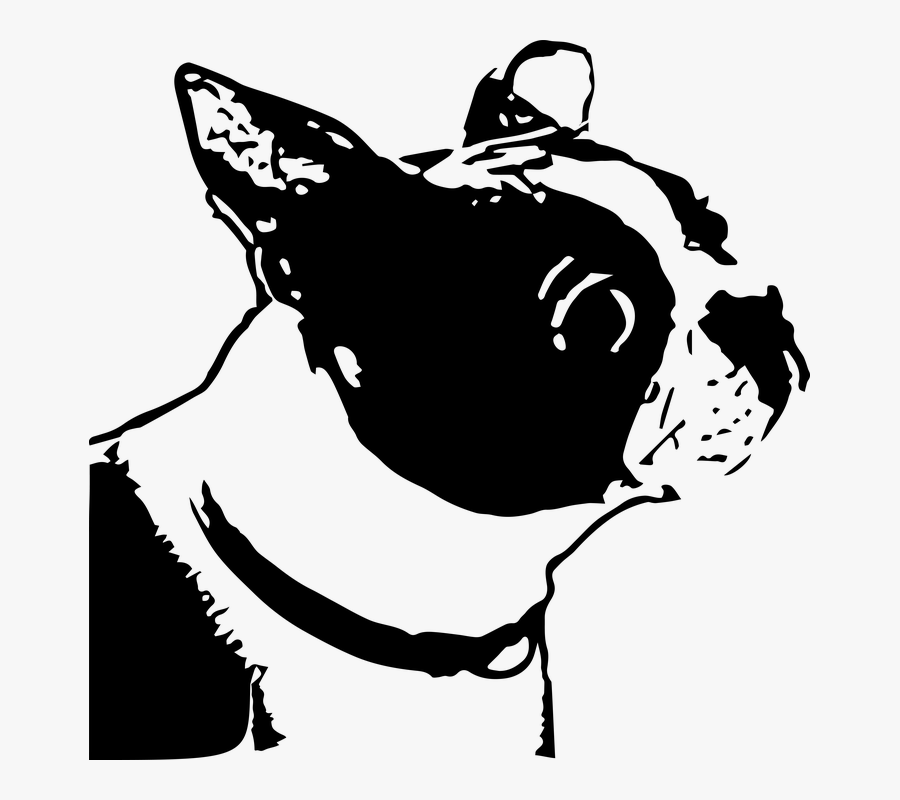 Dog, Boston Terrier, Animal, Canine, Adorable, Line - Bulldog, Transparent Clipart