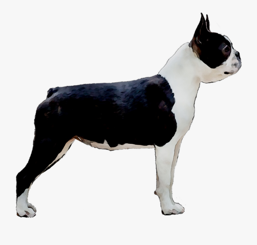 Boston Terrier Toy Bulldog Dog Breed Companion Dog - Boston Terrier, Transparent Clipart